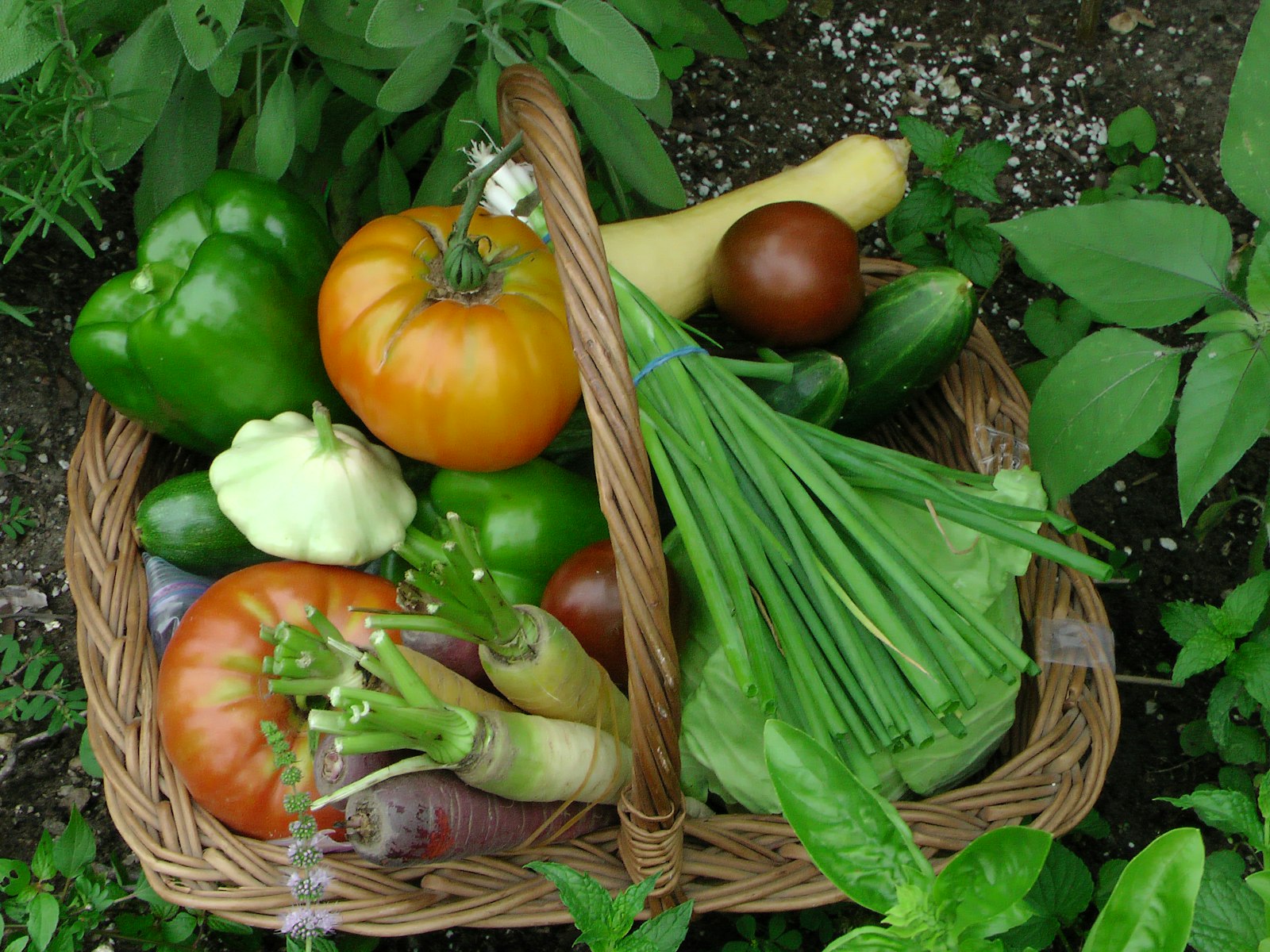 Cesta de mimbre con tomates, pimientos, calabaza, zanahorias y cebolletas recién recogidos
